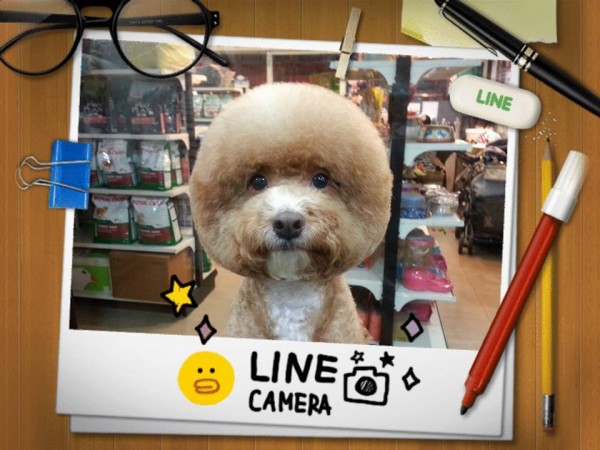 square-round-dog-haircut-taiwan-8 square-round-dog-haircut-taiwan-8