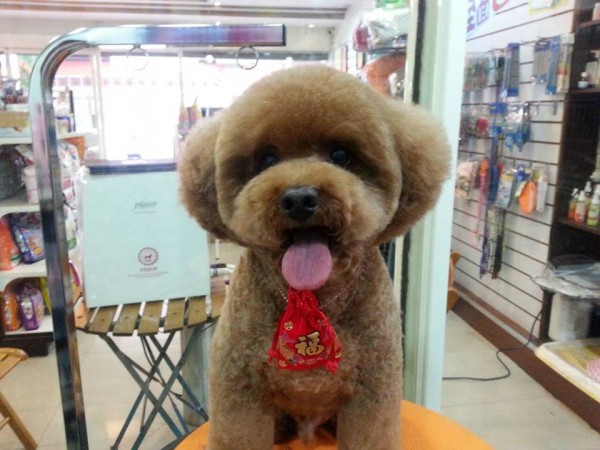 square-round-dog-haircut-taiwan-9 square-round-dog-haircut-taiwan-9
