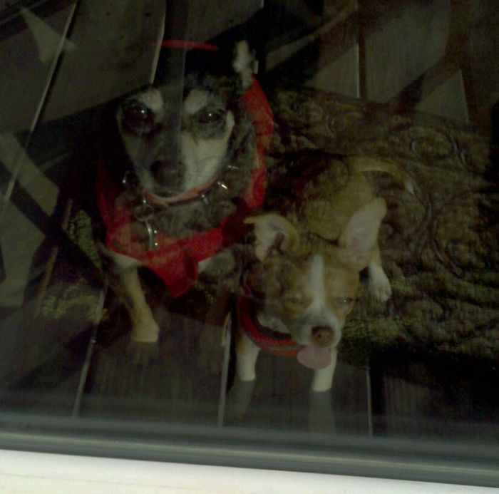 My Little Window Licker