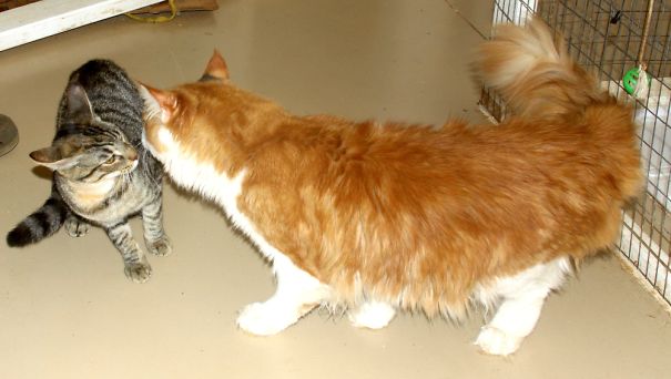 Wow, Look At This Cat!