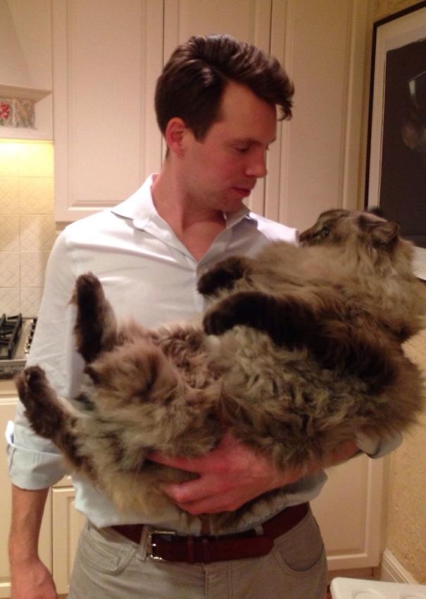 Teddy Is A Ragdoll. At 26 Pounds, He's A Gentle Giant!