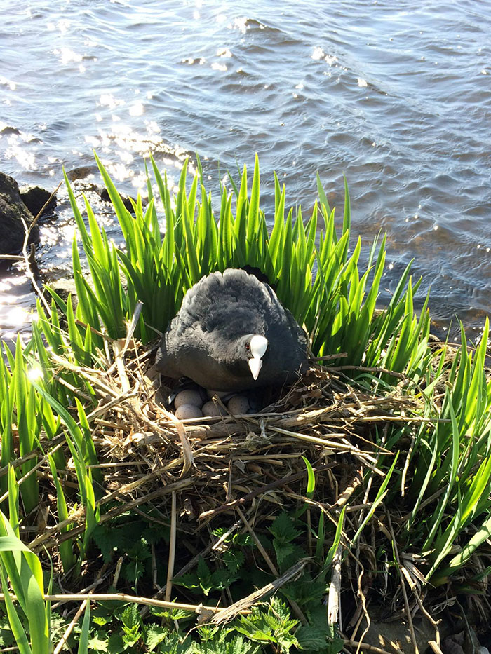 trash-picking-cleaning-project-littering-environmental-friendly- pigswegetwhatpigsdeserve-20 trash-picking-cleaning-project-littering-environmental-friendly- pigswegetwhatpigsdeserve-20
