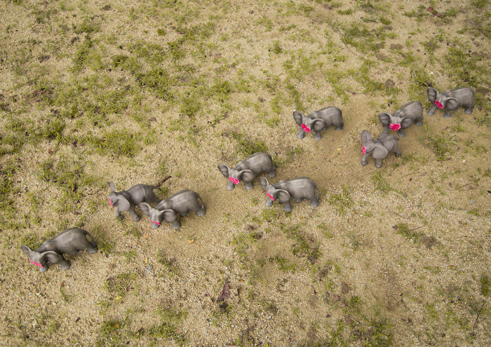 Untusked – An Art Project To Save Elephants