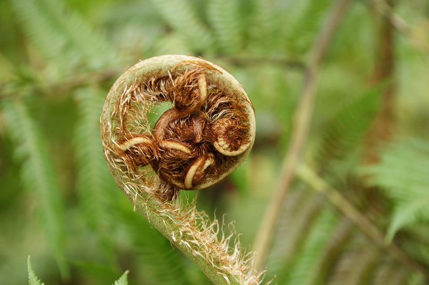Unfurling Tree Fern Frond, Madeira