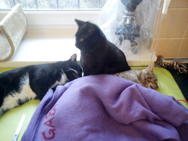 veterinary-nurse-cat-hugs-shelter-animals-radamenes-bydgoszcz-poland-9 veterinary-nurse-cat-hugs-shelter-animals-radamenes-bydgoszcz-poland-9