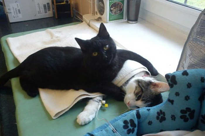 Incredible Nurse Cat From Poland Looks After Other Animals At Animal Shelter
