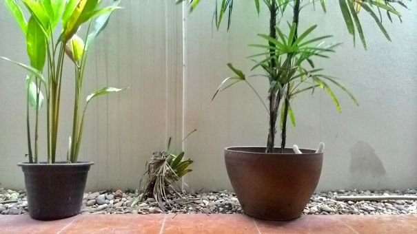 Where's The Tropicat?