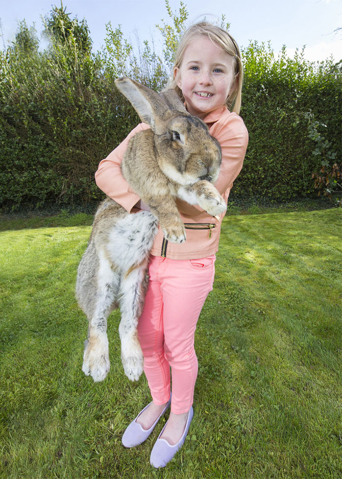 worlds-largest-rabbit-darius-jeff-4 worlds-largest-rabbit-darius-jeff-4