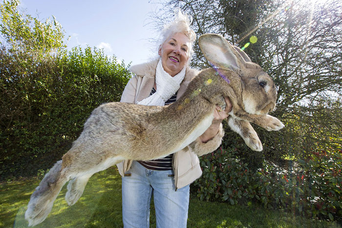 worlds-largest-rabbit-darius-jeff-6 worlds-largest-rabbit-darius-jeff-6