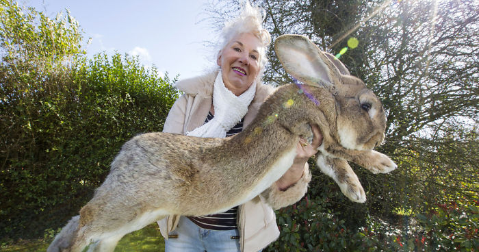 Darius Is The World’s Biggest Bunny, But His Son May Outgrow Him