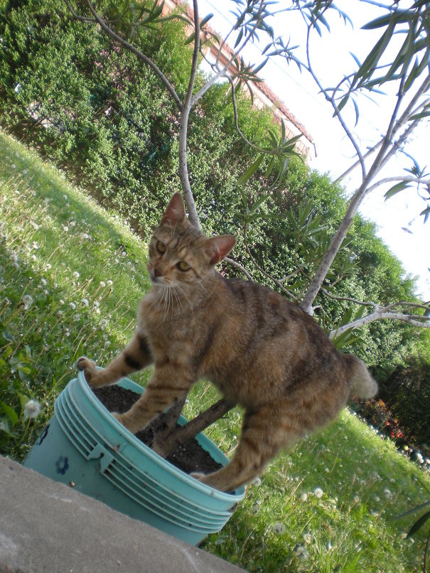 Šaca As Ktten -spring Works