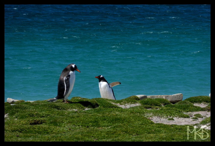 Do You Like Penguins?