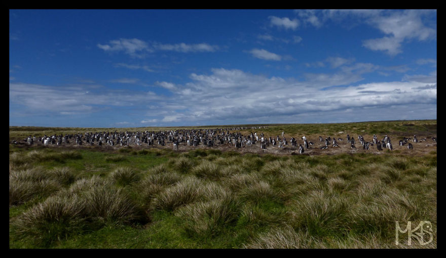 Do You Like Penguins?