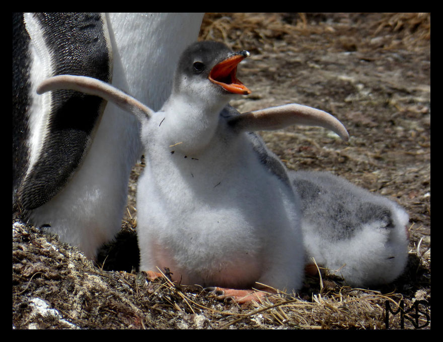 Do You Like Penguins?