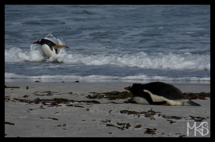 Do You Like Penguins?