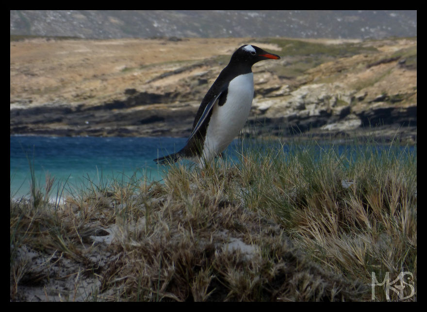 Do You Like Penguins?