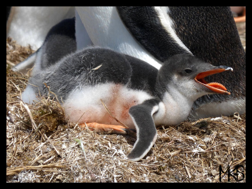 Do You Like Penguins?