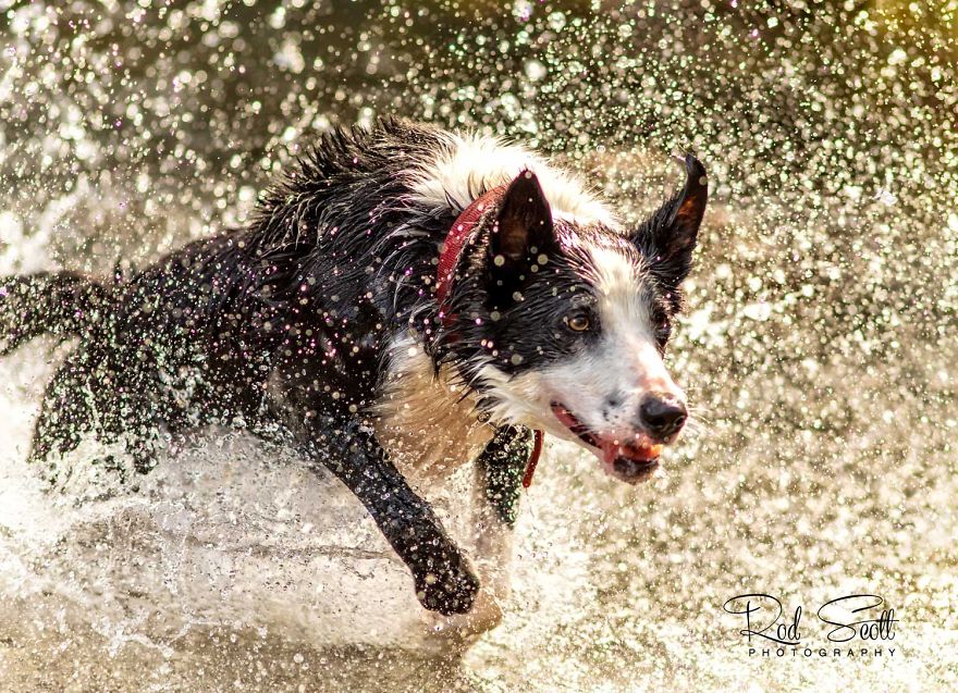 I Photograph My Young Border Collie Playing In The Water