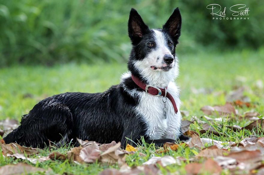 I Photograph My Young Border Collie Playing In The Water
