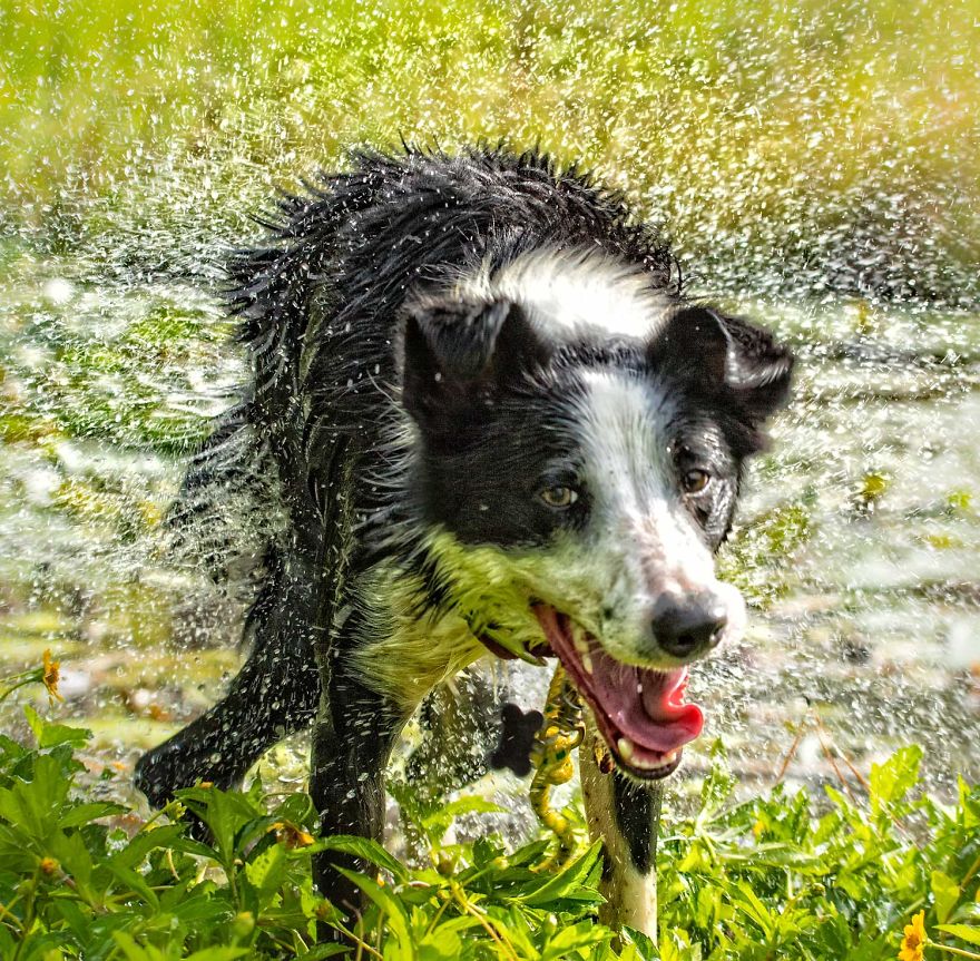 I Photograph My Young Border Collie Playing In The Water