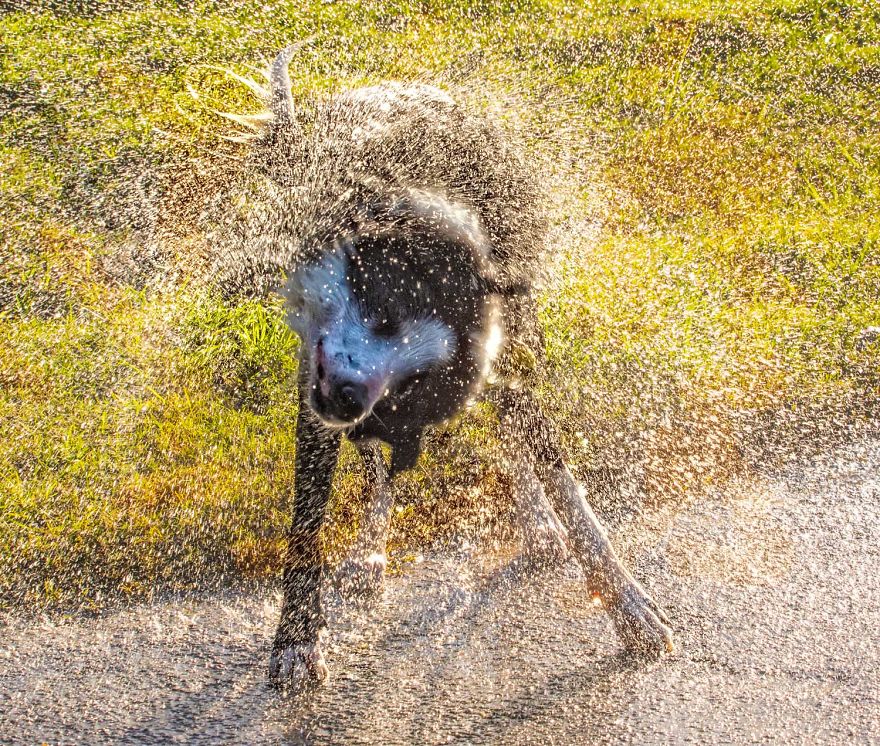 I Photograph My Young Border Collie Playing In The Water