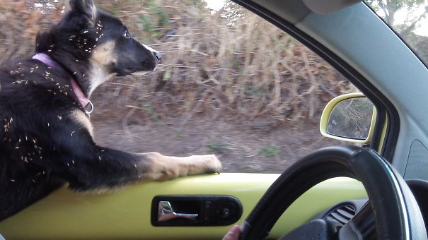 Mocca And The Wind. Such Is Life In The Tropics!