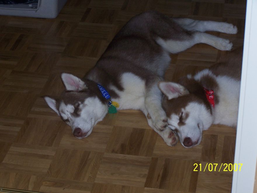 Husky Cousins, Keegan And Yakonne', At 4 Months And 5 Years Old.