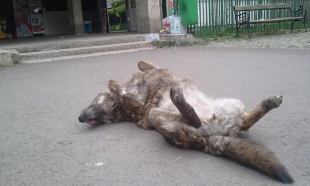 Homeless Dog Waiting For Love