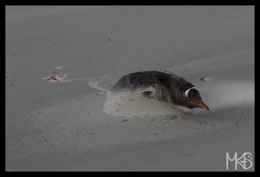 Do You Like Penguins?