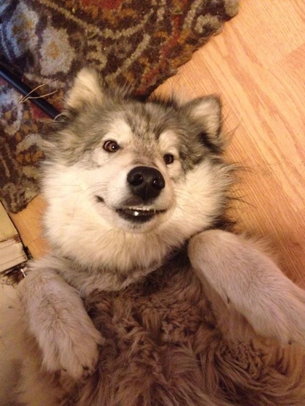 Belly Rub Face