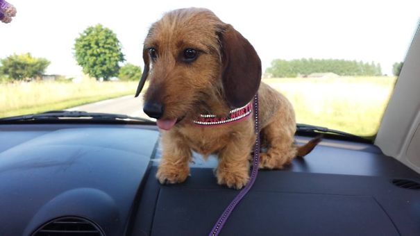 Dax On The Dashboard!