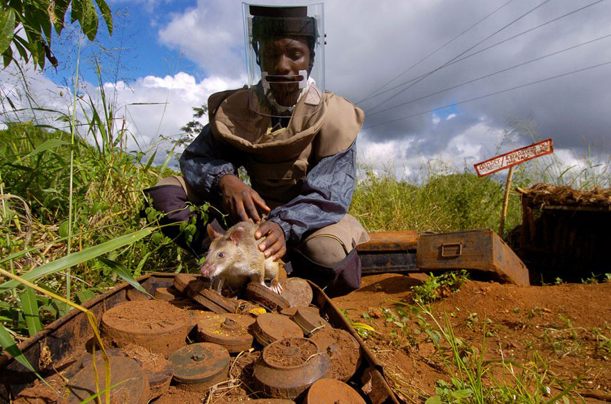 10hero-rats-bomb-demining-africa-apopo-10 10hero-rats-bomb-demining-africa-apopo-10