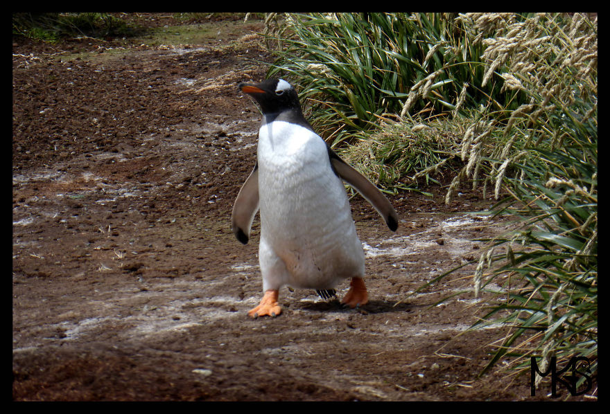 Do You Like Penguins?