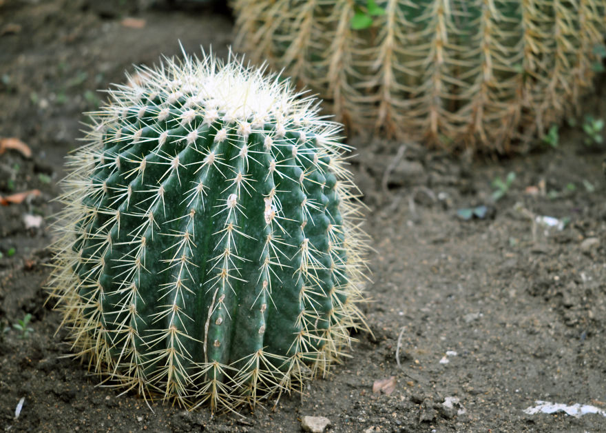 Barrel Cactus