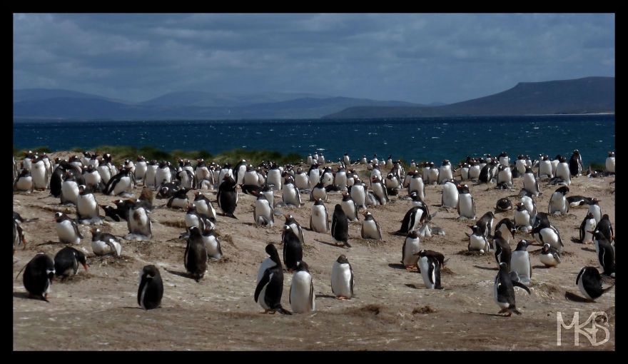 Do You Like Penguins?