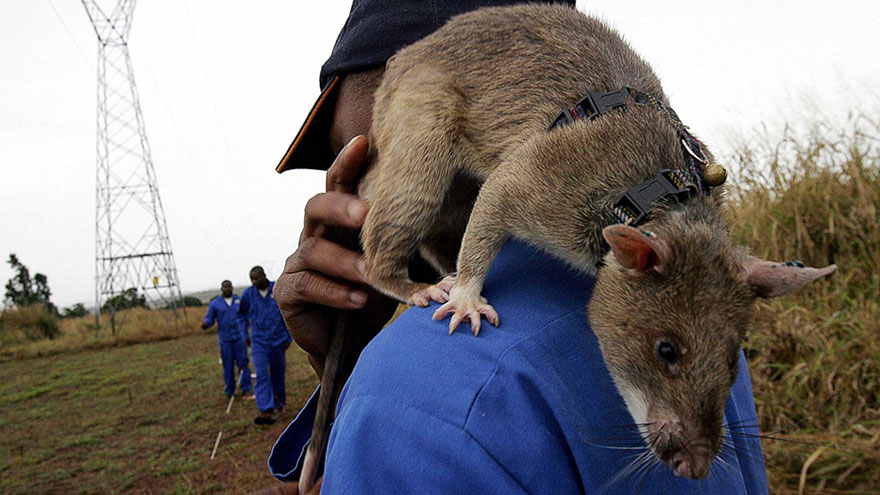 13hero-rats-bomb-demining-africa-apopo-13 13hero-rats-bomb-demining-africa-apopo-13
