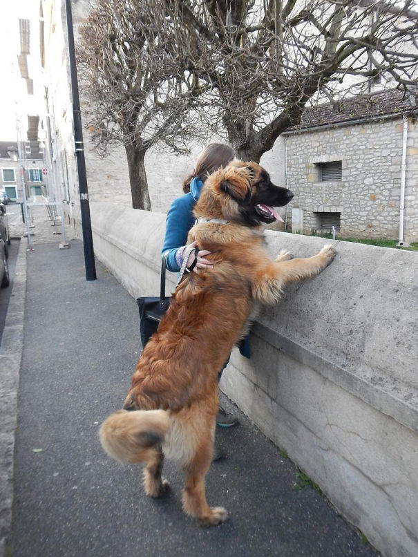 9 Month Old Chewbacca And His Pet Human