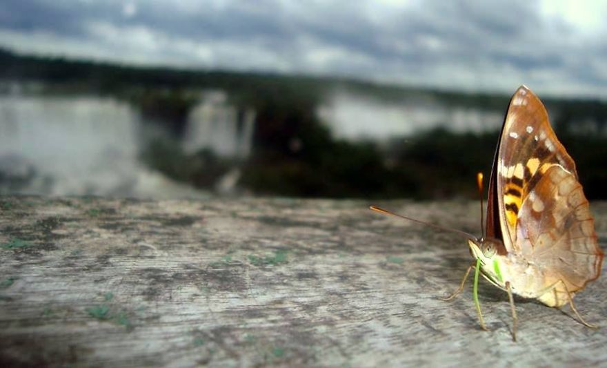 Butterfly resting on a weathered wooden surface with blurred natural landscape in the background.