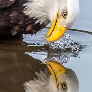 frederique_hauselmann avatar