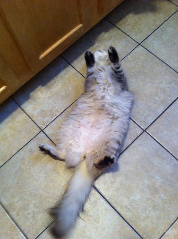 It's Monday... Pet Me...