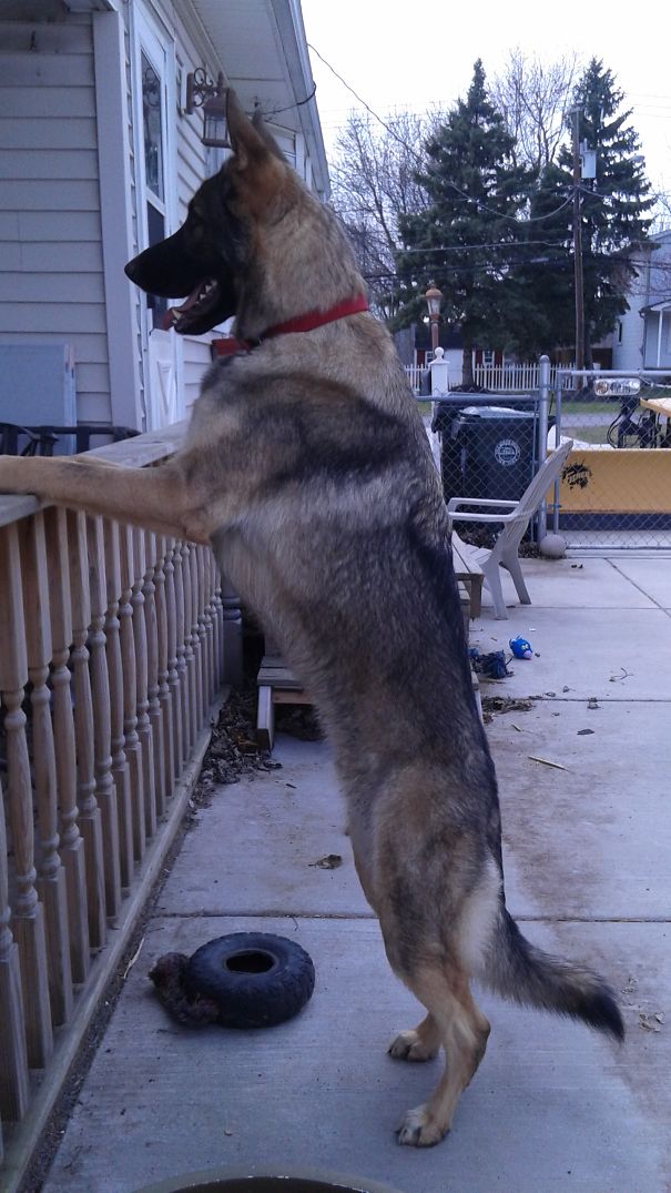 Rudy At 16 Months Old And He Was The Runt Of His Litter!