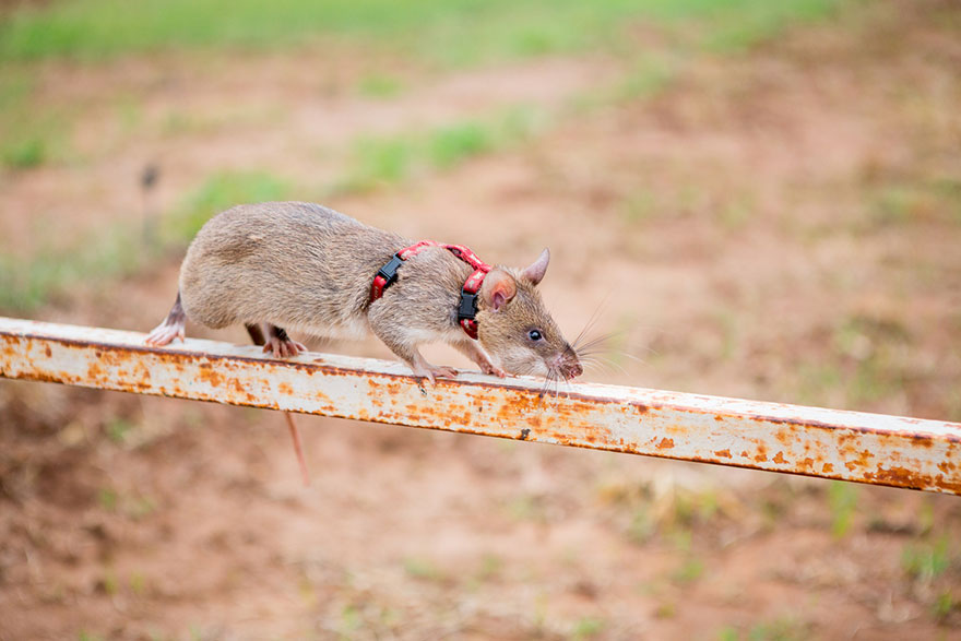 20hero-rats-bomb-demining-africa-apopo-20 20hero-rats-bomb-demining-africa-apopo-20