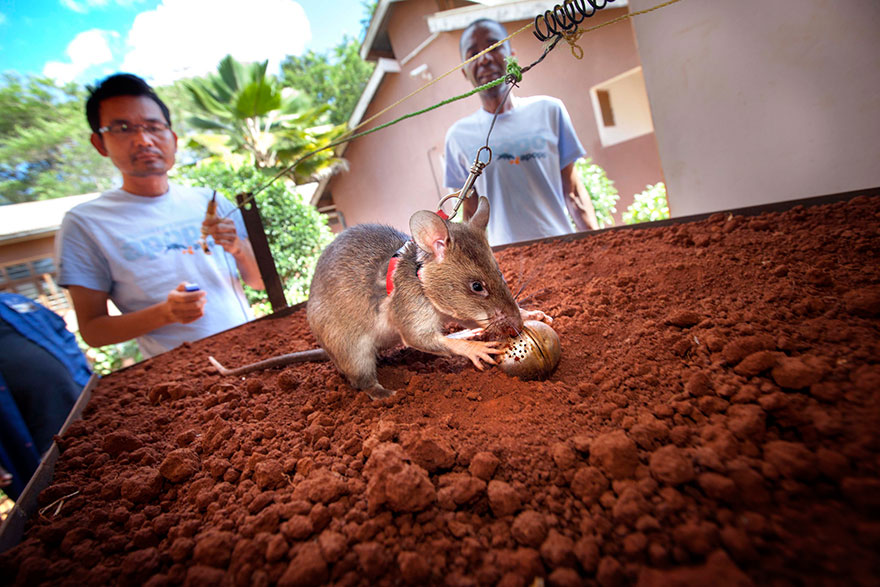 22hero-rats-bomb-demining-africa-apopo-22 22hero-rats-bomb-demining-africa-apopo-22