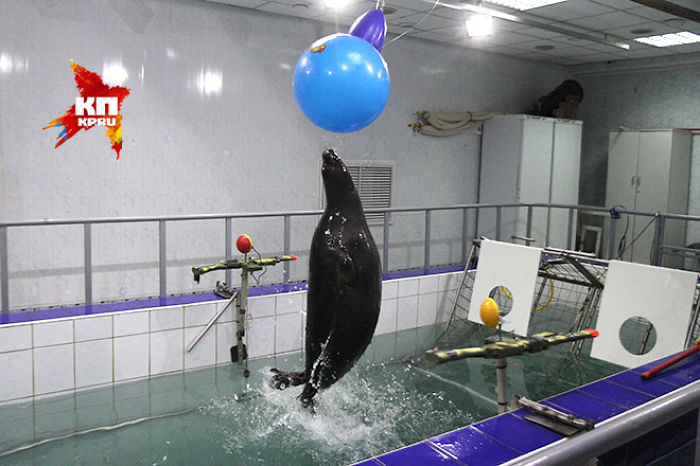 Russian Seals Commemorate Victory Day With A Unique Performance Russian Seals Commemorate Victory Day With A Unique Performance