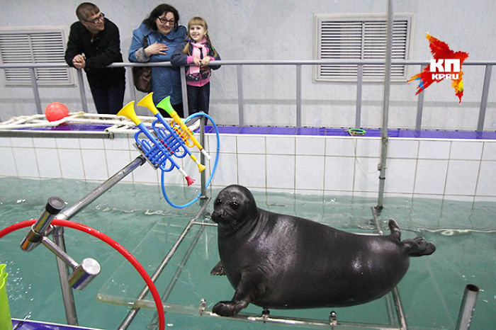 Russian Seals Commemorate Victory Day With A Unique Performance Russian Seals Commemorate Victory Day With A Unique Performance