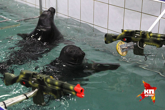 Russian Seals Commemorate Victory Day With A Unique Performance Russian Seals Commemorate Victory Day With A Unique Performance