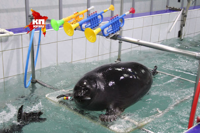 Russian Seals Commemorate Victory Day With A Unique Performance Russian Seals Commemorate Victory Day With A Unique Performance