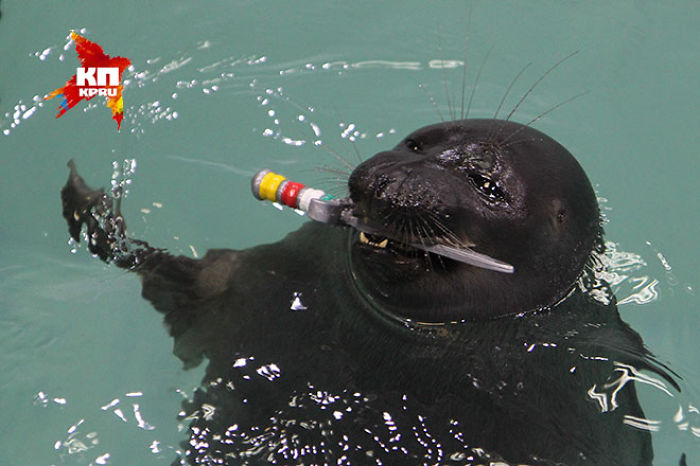 Russian Seals Commemorate Victory Day With A Unique Performance Russian Seals Commemorate Victory Day With A Unique Performance