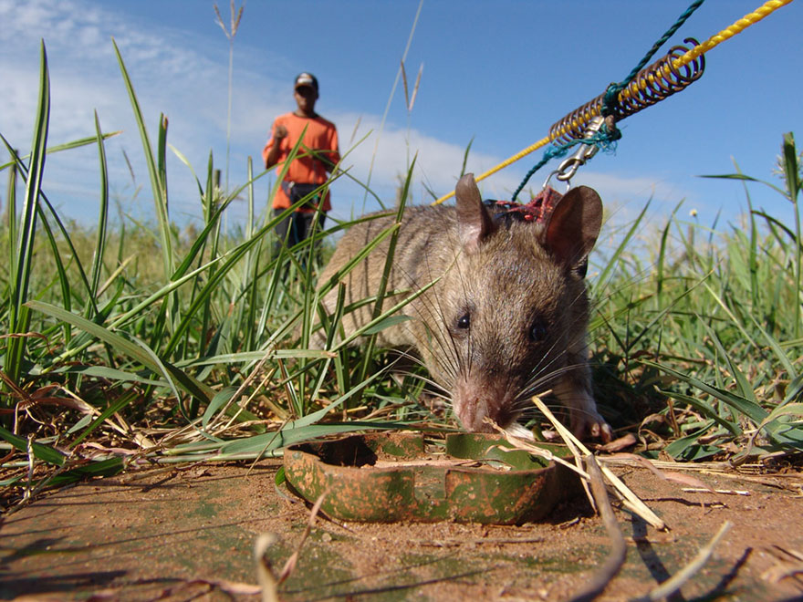 27hero-rats-bomb-demining-africa-apopo-27 27hero-rats-bomb-demining-africa-apopo-27