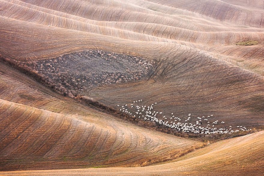 Sheep In Tuscan Fields In Italy